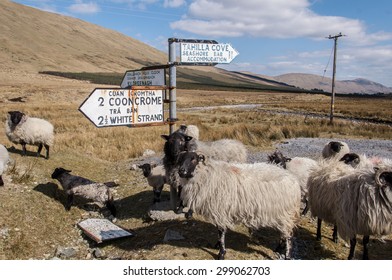 Sheep And Sign, Connemara