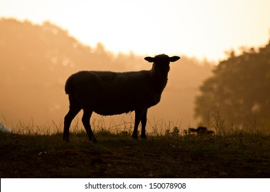 Sheep Silhouette