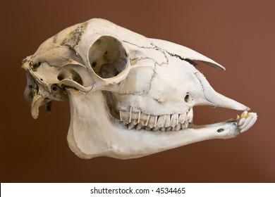 Sheep Skull