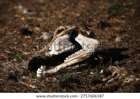 Sheep skull in a field.