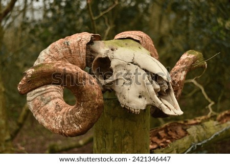 Sheep Skull and Horns in Nature