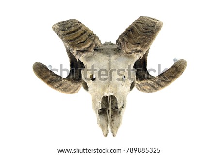 sheep skull with horns on white isolated background. bone