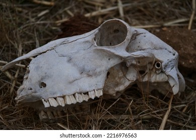 Sheep Skull On The Ground