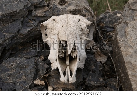 Sheep skull on a stone wall in a small town in Soria, photograph taken on 04092023