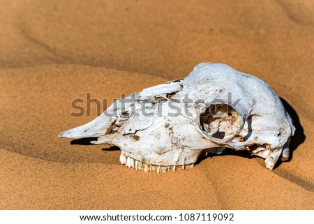 Sheep skull in sand close