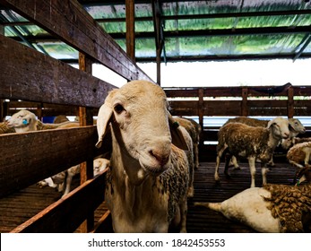 Livestock in Slaughter Houses Images, Stock Photos u0026 Vectors 