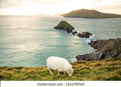 Sheep In Slea Head, Dingle, Ireland