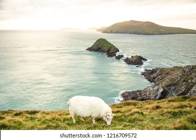 Sheep In Slea Head, Dingle, Ireland