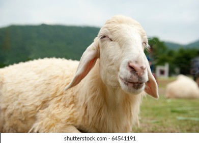 Sheep Smiling