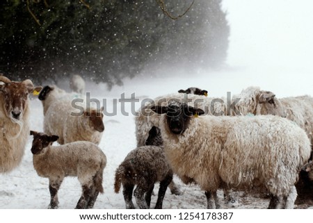 Similar – Das gemeine Winterschaf ll.