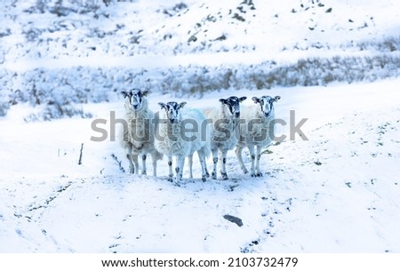 Sheep in snow. Four Swaledale mule ewes facing camera in cold, snowy weather.  Yorkshire Dales, UK Horizontal.  Copy space.