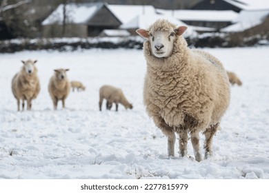 Oveja en la nieve