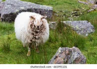 Sheep In Snowdonia Mountains - Wales UK