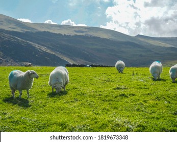 The Sheep Of Snowdonia, Wales