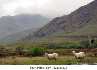 Sheep In Snowdonia, Wales