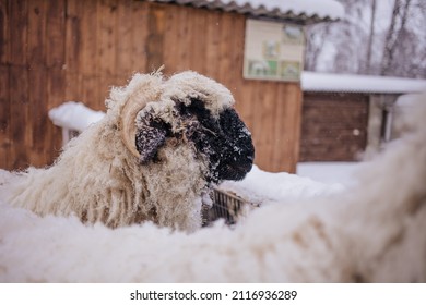 Sheep In Snowy Winter Farm. Animal Farm Life. Cod Snowy Winter