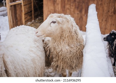 Sheep In Snowy Winter Farm. Animal Farm Life. Cod Snowy Winter