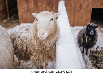 Sheep In Snowy Winter Farm. Animal Farm Life. Cod Snowy Winter