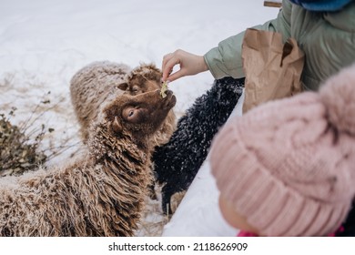 Sheep In Snowy Winter Farm. Animal Farm Life. Cod Snowy Winter