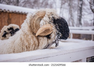 Sheep In Snowy Winter Farm. Animal Farm Life. Cod Snowy Winter