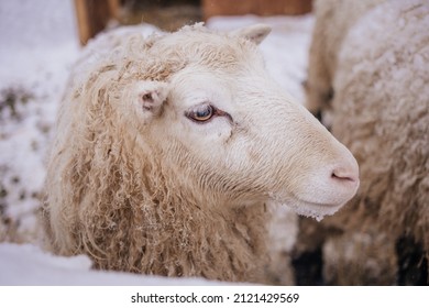 Sheep In Snowy Winter Farm. Animal Farm Life. Cod Snowy Winter