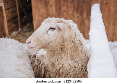 Sheep In Snowy Winter Farm. Animal Farm Life. Cod Snowy Winter