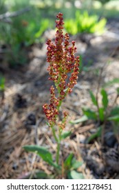 Sheep Sorrel Bloom