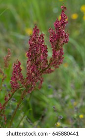 Sheep Sorrel And Ribwort Plantain
