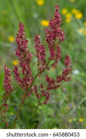 Sheep Sorrel And Ribwort Plantain
