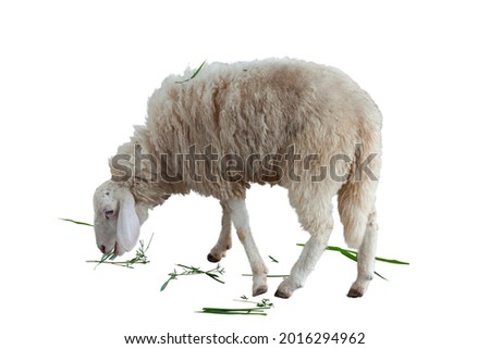 A sheep stand and grazed with gusto isolated on white background.