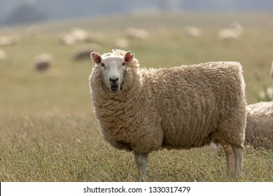 Sheep Standing Grassy Pasture Mouth Open Stock Photo 1330317479