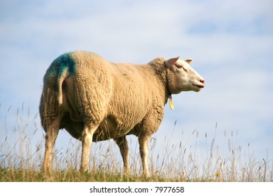 Sheep standing in a meadow