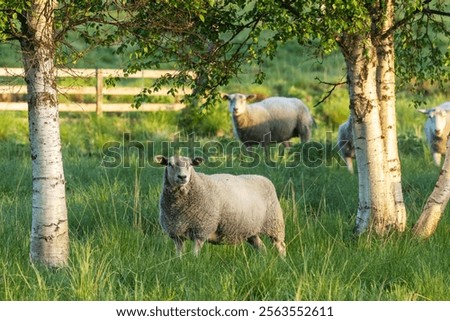 Similar – Image, Stock Photo Sheep in the early morning sun in the dune grass on Sylt
