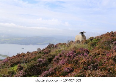 Sheep standing on the Conic Hill, Scotland.
