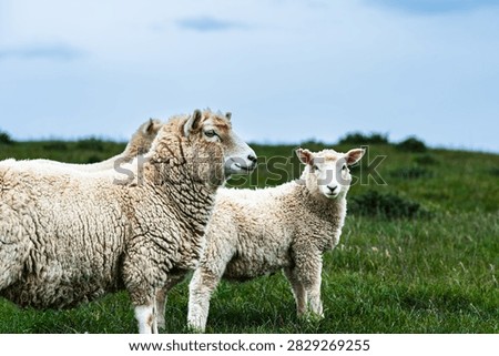 Sheep standing on the grassy fields of Dunedin, New Zealand.