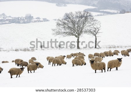 Sheep Standing In A Snow Filled Field