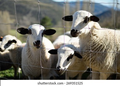 Sheep staring at the camera