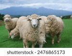 The sheep are staring directly at the camera, while behind them, the mountains rise magnificently.