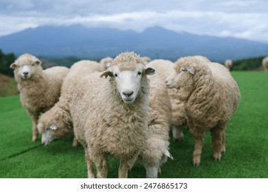 The sheep are staring directly at the camera, while behind them, the mountains rise magnificently.