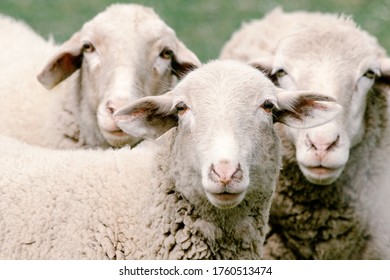sheep staring into the camera