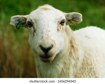 Sheep Portrait Stock Photo 65352439 | Shutterstock