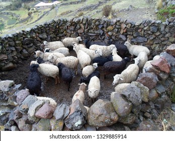 Sheep In A Stone Pen Near Puno