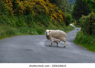 A Sheep Suckling Her Lamb On The Middle Of A Tarmac Road In The Wicklow Mountains