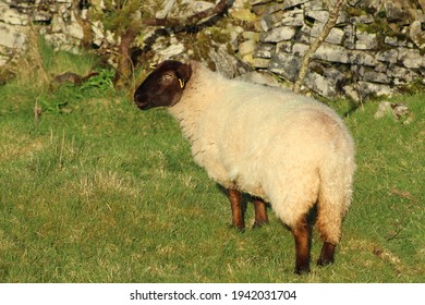 Sheep: Suffolk Breed Ewe On Farmland In Rural Ireland 