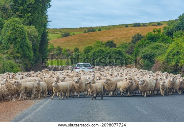Sheep surrounding a car on a road at Catlins\
region of New Zealand