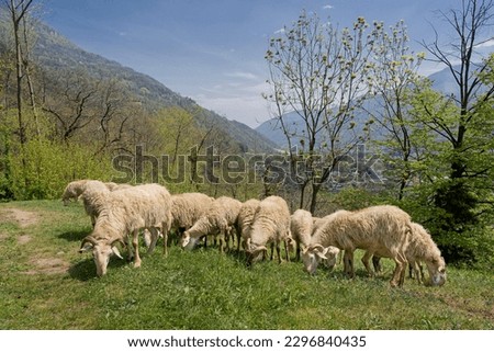 Sheep that graze the grass and a mountain landscape in the background 