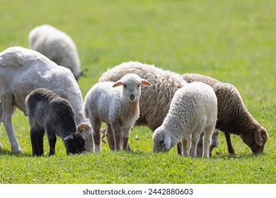 Sheep with their young lambs in a green field in springtime in the countryside. Livestock - Powered by Shutterstock