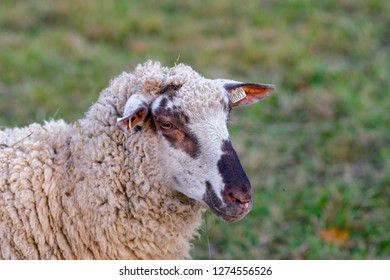 94 Thoughtful Sheep Images, Stock Photos & Vectors | Shutterstock