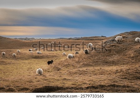 Sheep are traditionally reared on the open pastures and meadows of Iceland in the North Atlantic