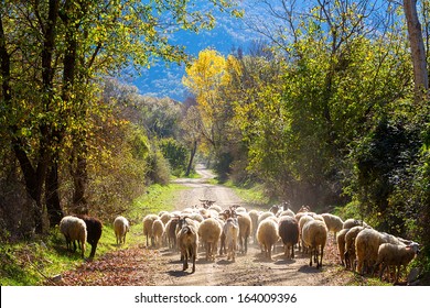 Sheep traffic on the road between autumn trees